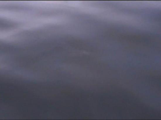 Pêche de bar
