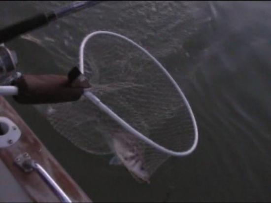 Pêche de bar