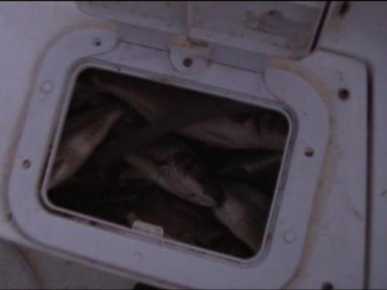 Pêche au bar