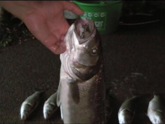 Pêche au bar