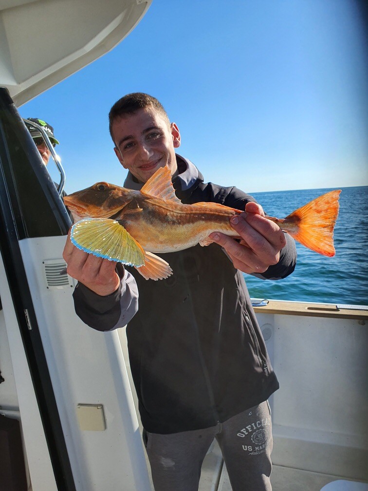 Très gros rouget Peche au large de calais